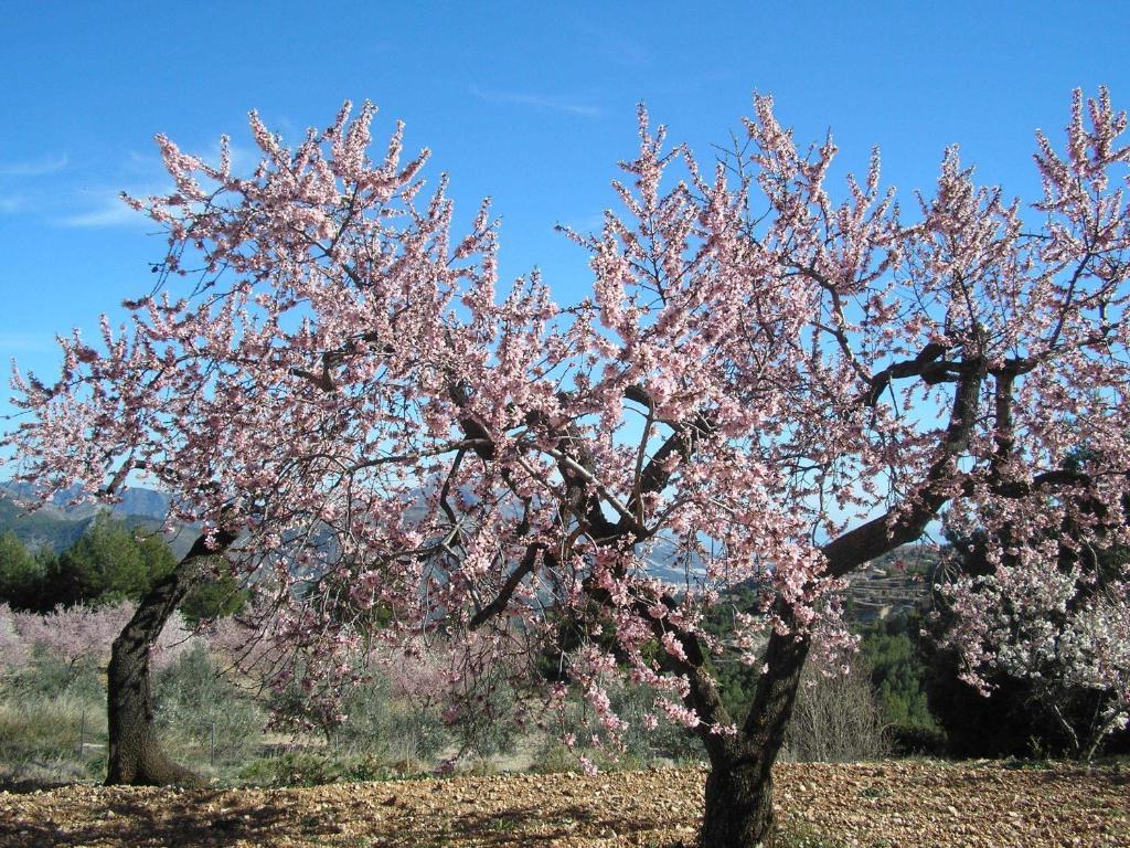 Apartamentos Serrella - Rural Guadalest Benimantell Εξωτερικό φωτογραφία